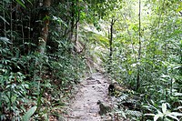 Path in the tropical jungle, national park, Pulau Pinang, Penang, Malaysia