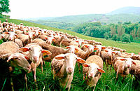 Herd of Lacaune sheeps. Roquefort area. Aveyron. France