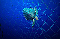 Turtle (Lepidochelys kempii) trapped in ´almadrabeta´ (small almadraba). Murcia coast, Mediterranean sea