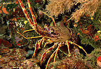 Spiny Lobster (Palinurus elephas)