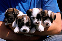 Shih Tzu-Fox Terrier mixed puppies