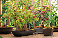 Bonsai maple forest in porch container garden