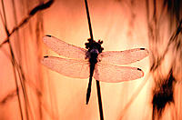 Black Darter Dragonfly (Sympetrum danae). Germany