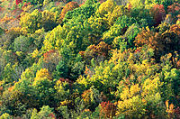 Deciduous Forest in the autumn. Shenandoah National Park. Virginia. USA