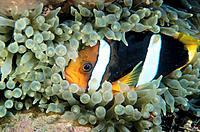 Anemone fish, yellow and black with white stripes, snuggles in its protective anemone