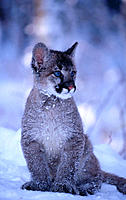 Baby Mountain Lion (female, 3 months old) (controlled / captive animal) sitting in winter snow, Felis concolor, Vermont, USA
