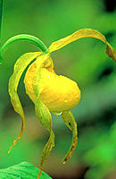 Yellow Lady´s Slipper (Cypripedium calceolus). Great Smoky Mountains NP. Tennessee. USA