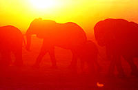 African Elephants (Loxodonta africana) at sunset. Moremi Wildlife Reserve. Botswana