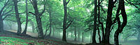 European Beech (Fagus sylvatica) forest. Mount Ortzanzurieta. Navarre. Spain