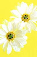 Two daisies with smiley faces