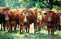 Limosin cattle close together, most staring toward camera, in grassy wooded field