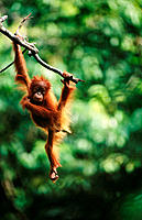 Young Orang-Utan (Pongo pygmaeus). Gunung Leuser National Park. Indonesia