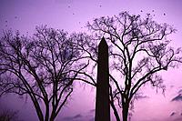 Washington Monument at dusk with subdued pastel sunset colors in sky, monument silhouetted and flanked by silhouetted trees, birds in sky