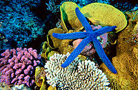 Blue Linckia Sea Star (Linckia laevigata). Great Barrier Reef. Australia