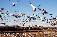 Snow Geese (Chen caerulescens) flighting. New Mexico. USA