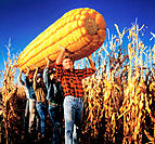 Farm hands carrying incredible ear of corn
