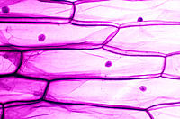 Photomicrography of polygonal onion epidermal cell. Vegetable cells.