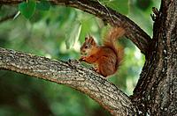 Red Squirrel (Sciurus vulgaris). Västerbotten. Sweden