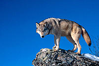 Wolf (Canis lupus), captive. Montana. USA
