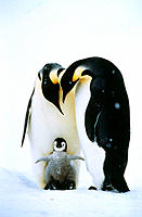 Emperor Penguins and chick (Aptenodytes forsteri). Antarctica