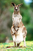 Grey Kangaroo (Macropus giganteus). Australia