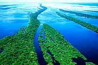 Archipelago of Anavilhanas at Amazon River. Brazil