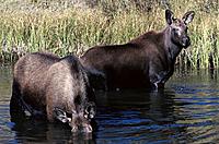 Mooses (Alces alces). Yellowstone National Park. Wyoming. USA