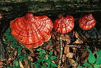Reishi mushrooms (Ganoderma lucidum)