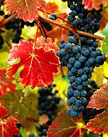 Cabernet grapes in autumn. Oregon