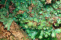 Liverwort (Asterella sp.). La Palma, Canary Islands. Spain