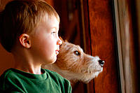 Two-year old boy and jack russell terrier dog looking out window