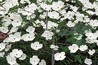 Dogwood (Cornus ´Eddie´s white wonder´). Oregón. USA