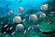 Redtail Butterflyfish (Chaetodon collare)
