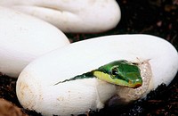 Red-tailed Racer snake (Gonyosoma oxycephala)