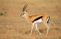 Thomson´s Gazelle (Gazella thomsoni), buck. Masai Mara Game Reserve. Kenya