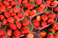 Strawberries, cultivated near Lepe. Huelva province. Andalusia. Spain