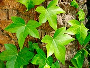 Creeping plant leaves, (Hedera helix)
