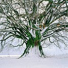 Beech (Fagus Sylvatica) in winter. Bavaria. Germany