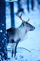 A reindeer (Rangifer tarandus). Sweden