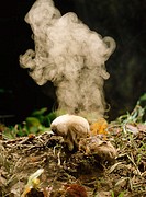 Puffball (Lycoperdon perlatum) exploding, sending out millions of tiny spores