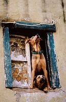 Dogs in a window of the Alfama area in Lisbon. Portugal