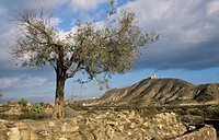 Olive tree (Olea europaea) and Tabernas castle in background. Almeria. Andalucia. Spain