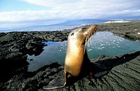 Galapagos fur seal (Arctocephalus galapagoensis). Punta Espinosa. Fernandina Island. Galapagos Islands. Ecuador