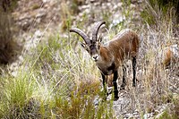 Rock Goat (Capra ibex). Parque Natural Sierras de Tejeda y Almijara. Málaga province. Spain
