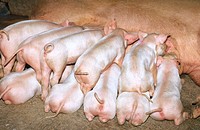 Small pigs, Vietnam