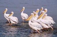 White Pelicans (Pelicanus onocrotalus). Namibia