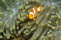 Clownfish (Amphiprion ocellaris) in Sea Anemone. Komodo National Park. Flores island, Indonesia