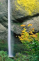 Latourell Falls with Vine Maple. Columbia River Gorge National Scenic Area, Oregon. USA