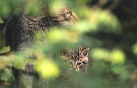 Wildcats (Felis silvestris). Bavarian Forest. Bavaria, Germany