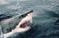 Great white shark (Carcharodon carcharias) attacking at the surface. All oceans, temperate and tropical seas